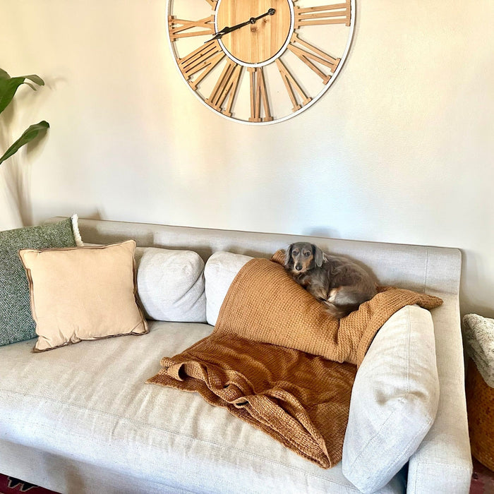 Furniture Problems Every Pet Owner Understands (And What to Look for When Buying Pet Friendly Furniture)