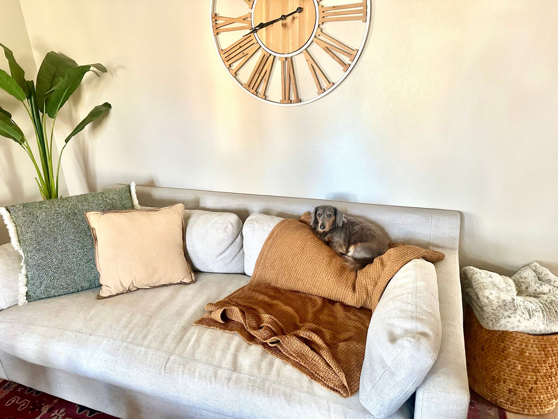 How to Protect Your Furniture from Pets & Kids